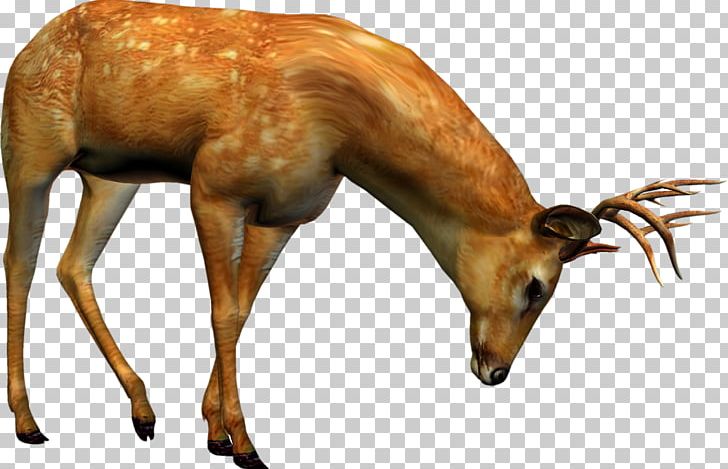Reindeer Musk Deer PNG, Clipart, Animals, Antelope, Antler, Deer, Desktop Wallpaper Free PNG Download
