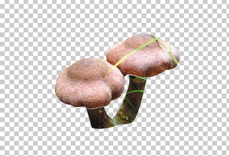 Umbrella Mushroom PNG, Clipart, Designer, Download, Edible Mushroom, Food, Hazel Free PNG Download