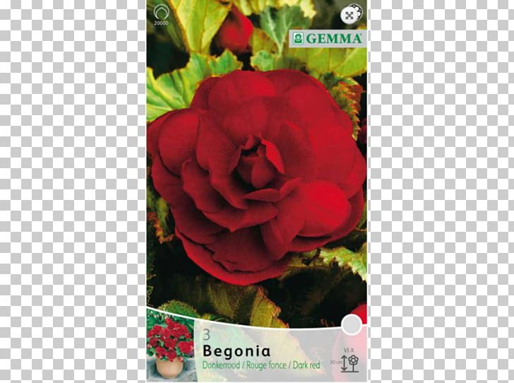 Garden Roses Bulb Begonia .gr Red PNG, Clipart, Begonia, Bulb, Dahlia, Flora, Flower Free PNG Download