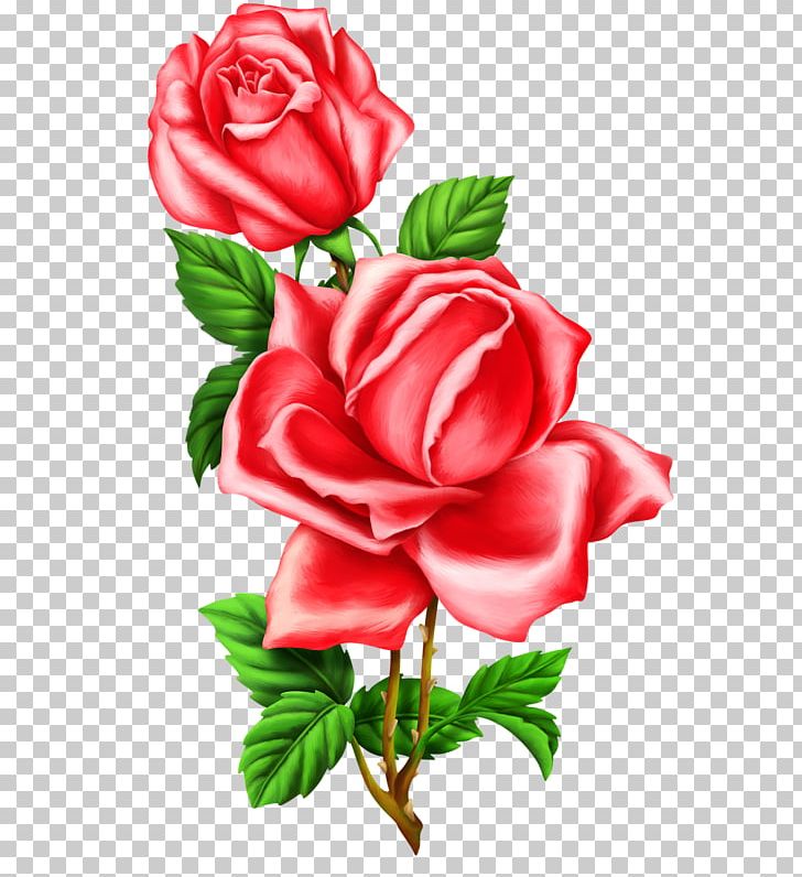 Garden Roses Cabbage Rose Flower Floribunda PNG, Clipart, China Rose, Cut Flowers, Deviantart, Drawing, Floral Design Free PNG Download
