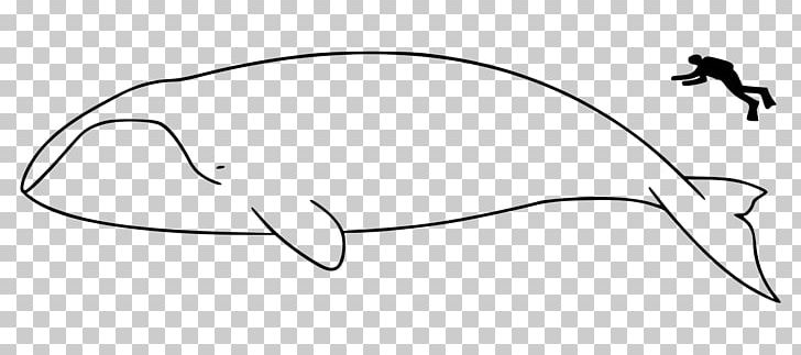 Sperm Whale Right Whales Bowhead Whale Whale Conservation Cetacea PNG, Clipart, Angle, Animal, Area, Art, Artwork Free PNG Download