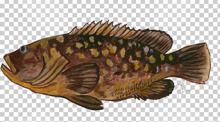 Tilapia Epinephelus Marginatus Fish Perch Seafood PNG, Clipart, Animals, Bony Fish, Color, Epinephelus, Fauna Free PNG Download