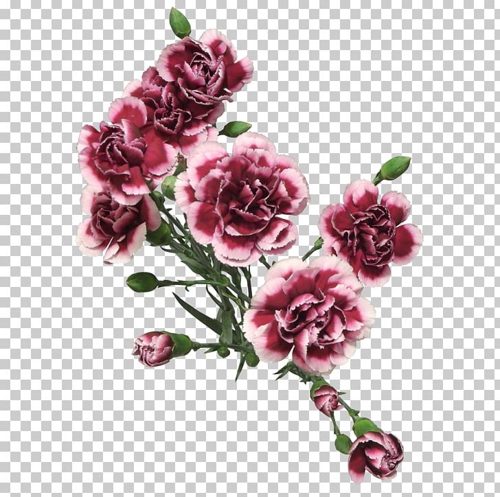 Carnation Rose Cut Flowers PNG, Clipart, Artificial Flower, Blue Girl, Carnation, Color, Cut Flowers Free PNG Download