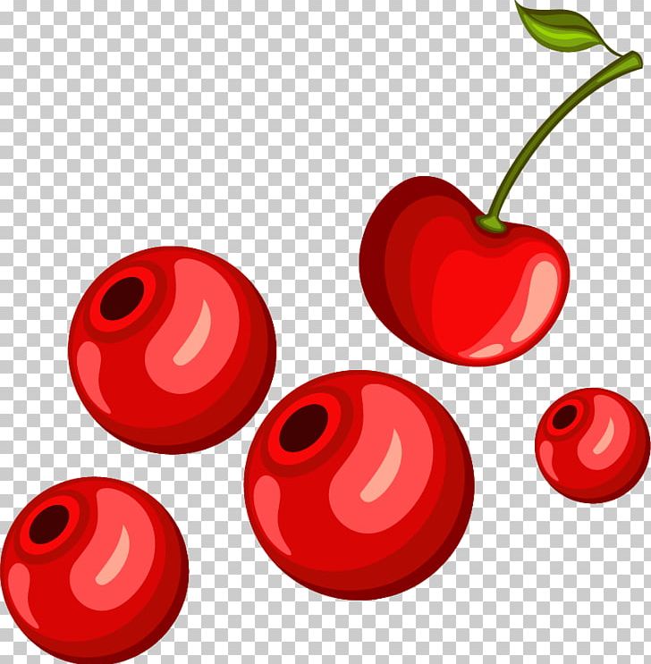 Cherry Euclidean PNG, Clipart, Cherry, Cherry Blossom, Cherry Blossoms, Cherry Vector, Euclidean Vector Free PNG Download