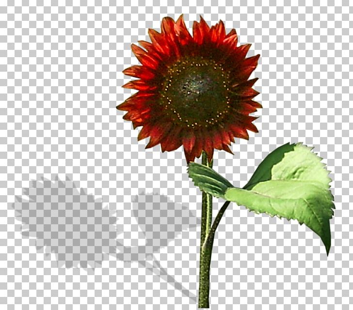 Common Sunflower Red Sunflower Transvaal Daisy PNG, Clipart, Common, Cut Flowers, Daisy Family, Download, Encapsulated Postscript Free PNG Download