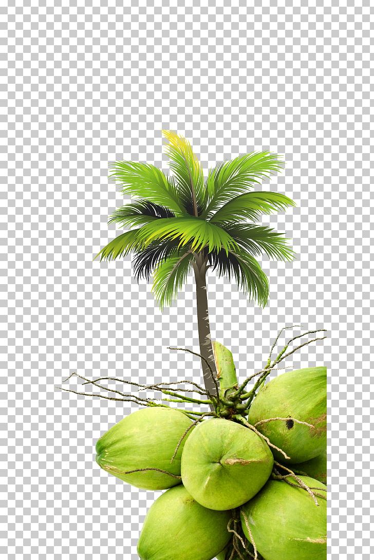 Coconut Arecaceae Tree Royal Palm Beach PNG, Clipart, Arecaceae, Arecales, Asian Palmyra Palm, Coconut, Coconut Water Free PNG Download