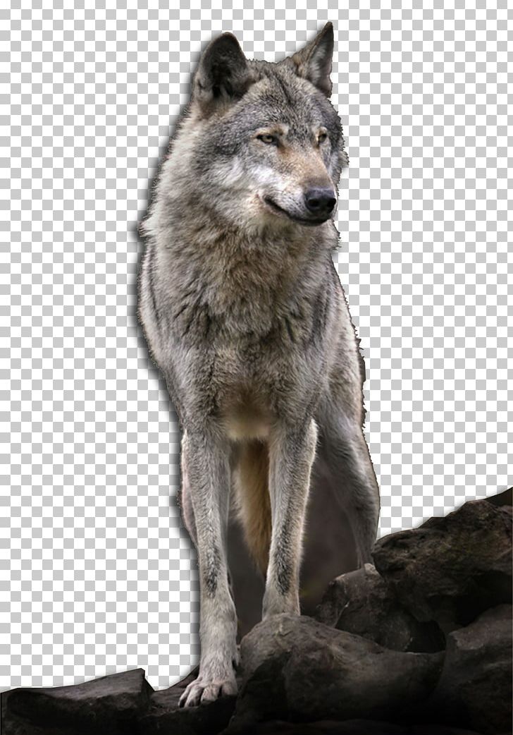 Kunming Wolfdog Saarloos Wolfdog Coyote Alaskan Tundra Wolf Red Wolf PNG, Clipart, Alaskan Tundra Wolf, Animal, Canidae, Canis, Canis Lupus Tundrarum Free PNG Download