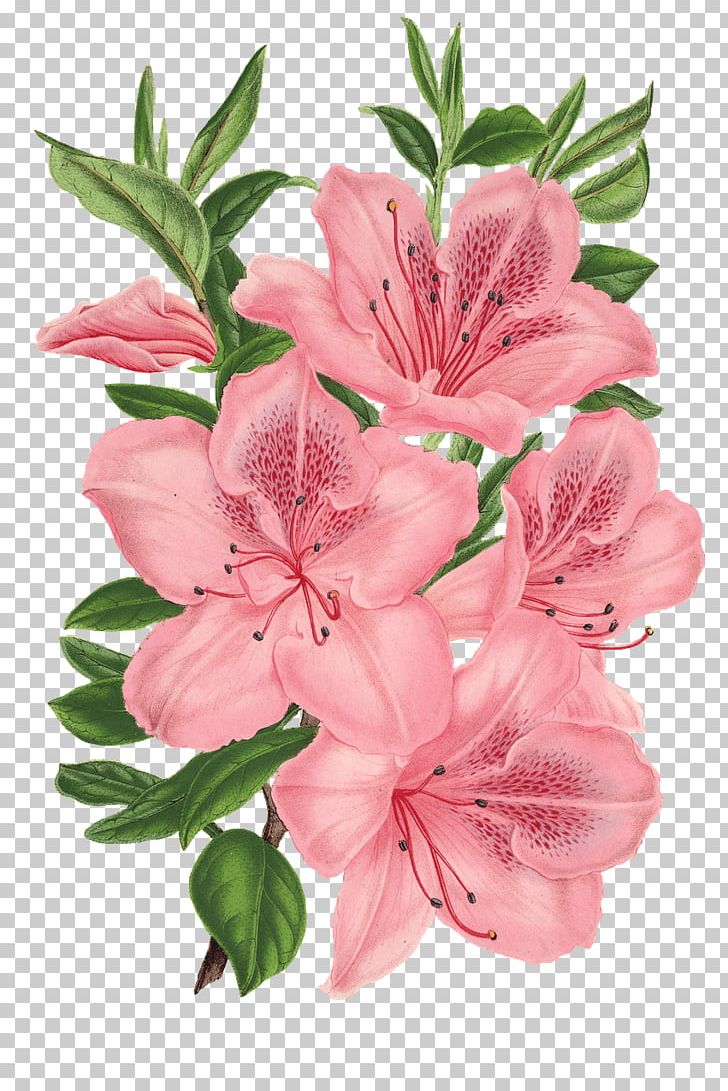 Pink Bunch Drawing Pink Flowers Floral Design PNG, Clipart, Azalea