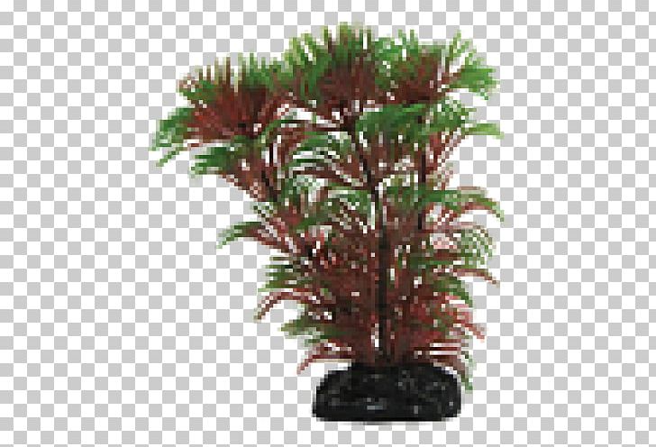 Siamese Fighting Fish Cabomba Houseplant Flowerpot PNG, Clipart, Anubias, Aquaponics, Aquarium Decor, Better Homes And Gardens, Branch Free PNG Download