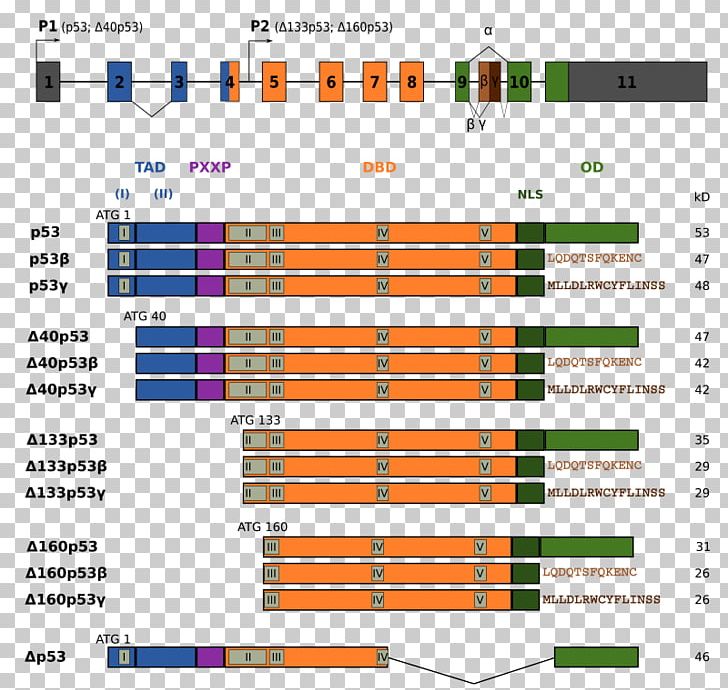 P53 Isoforma Exon Alternative Splicing Gene Isoform PNG, Clipart, Alternative Splicing, Angle, Area, Cell, Diagram Free PNG Download