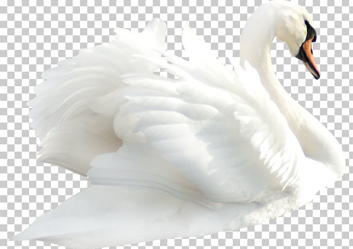 Cygnini Mute Swan Bird PNG, Clipart, Beak, Bird, Cygnini, Digital Image, Download Free PNG Download