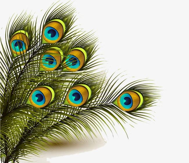 Peacock Feather PNG, Clipart, Background, Colored, Colored Feathers, Feather, Feather Clipart Free PNG Download