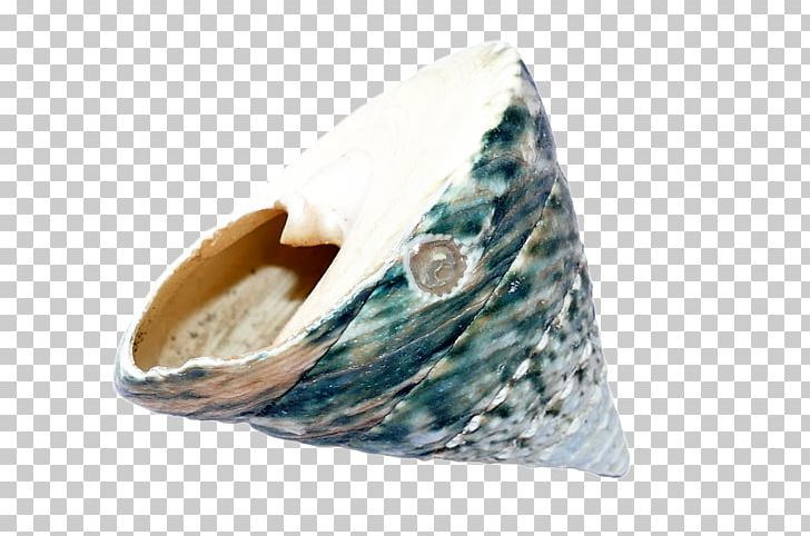 Shore Seashell Clam Beach Mollusc Shell PNG, Clipart, Animals, Beach, Clam, Glasses, Mollusc Shell Free PNG Download