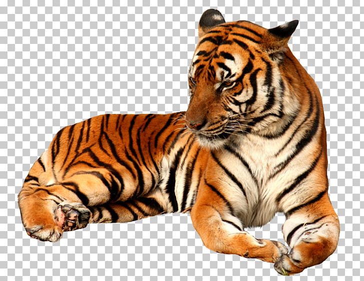 Tiger PNG, Clipart, Tiger Free PNG Download