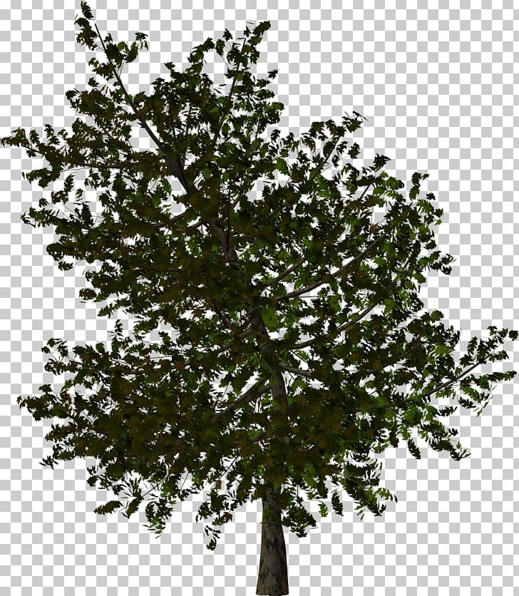 Tree Papua New Guinea PNG, Clipart, Branch, Clip Art, Download, Information, Leaf Free PNG Download