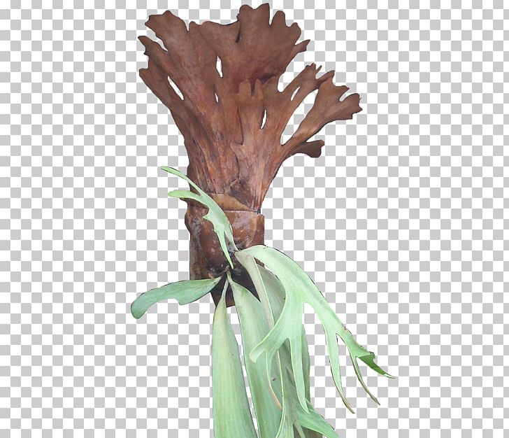 Leaf Elkhorn Fern Ornamental Plant Burknar PNG, Clipart,  Free PNG Download