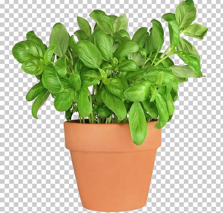 Basil Fines Herbes Herbaceous Plant Parsley PNG, Clipart, Annual Plant, Basil, Fines Herbes, Flavor, Flowerpot Free PNG Download