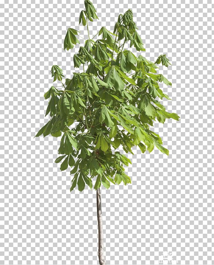 Branch Leaf Tree Evergreen PNG, Clipart, Agac, Branch, Evergreen, Flower, Flower Garden Free PNG Download
