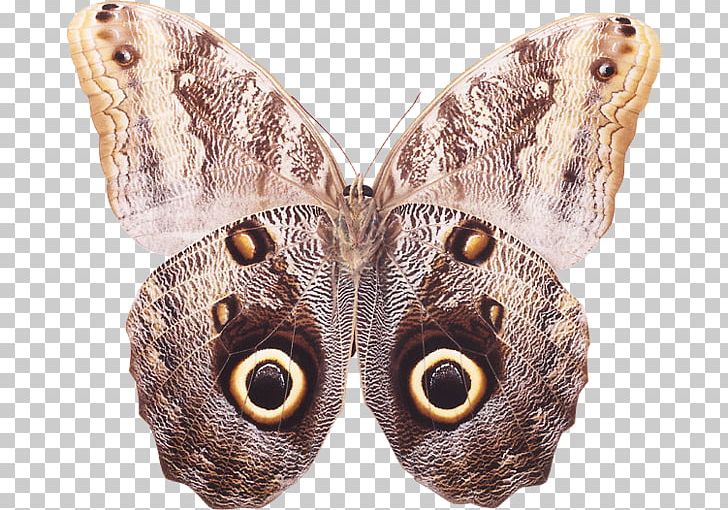 Brush-footed Butterflies Butterfly Moth PNG, Clipart, Animal, Art, Arthropod, Art Museum, Brush Footed Butterfly Free PNG Download
