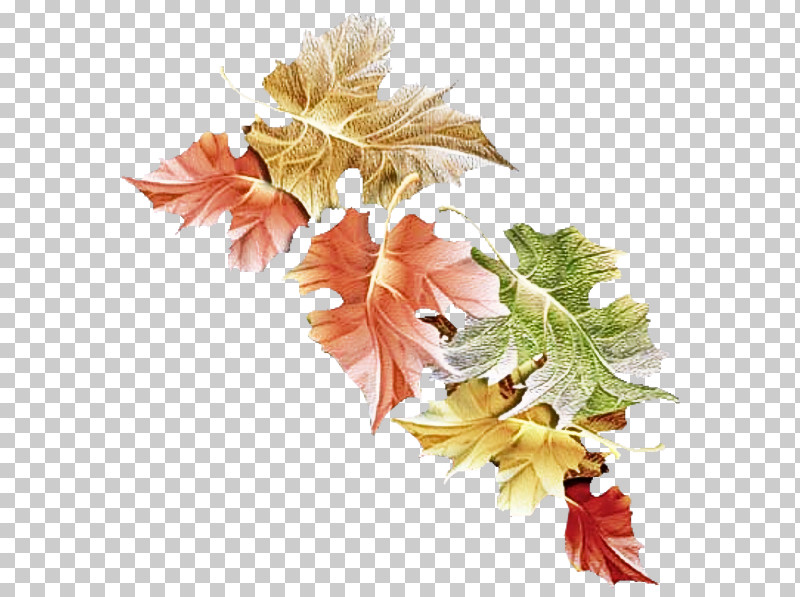 Flower Leaf Maple Leaf / M Plant Plant Structure PNG, Clipart, Biology, Flower, Leaf, Maple Leaf M, Plant Free PNG Download