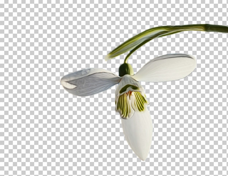 Flower Snowdrop Galanthus M Plants Biology PNG, Clipart, Biology, Flower, Galanthus M, Paint, Plants Free PNG Download