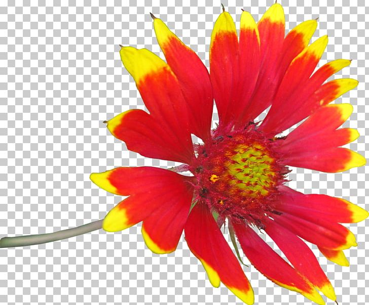 Blanket Flowers Encapsulated PostScript PNG, Clipart, Annual Plant, Aster, Blanket Flowers, Chrysanths, Cut Flowers Free PNG Download