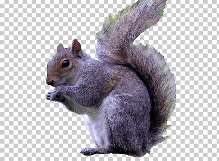 Purple Squirrel Eastern Gray Squirrel Red Squirrel Rodent PNG, Clipart, Animal, Animals, Chipmunk, Cigarette, Eastern Gray Squirrel Free PNG Download
