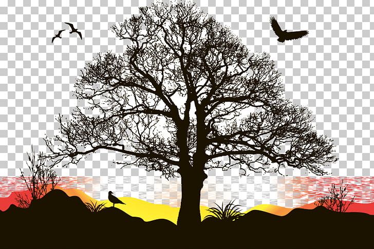 Sunset Sunset PNG, Clipart, Baobab, Branch, Computer Wallpaper, Graphic Arts, Happy Birthday Vector Images Free PNG Download