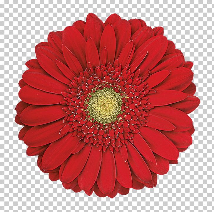 Transvaal Daisy Cut Flowers Common Daisy Red PNG, Clipart, Chrysanthemum, Chrysanths, Color, Common Daisy, Cut Flowers Free PNG Download