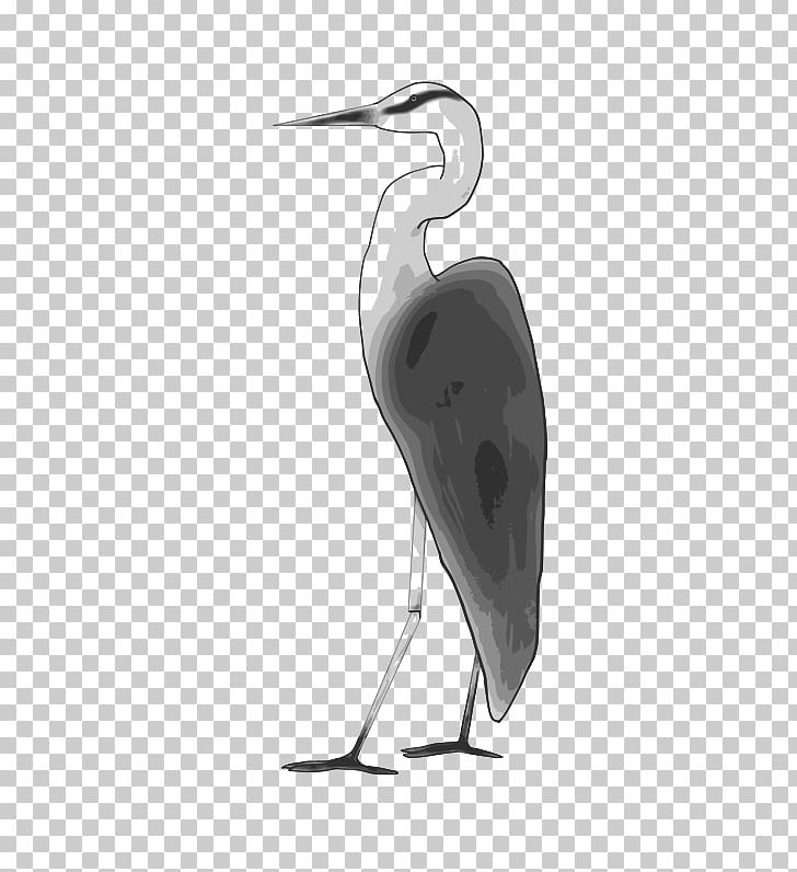 Crane Public Domain Egret Water Bird PNG, Clipart, Beak, Bird, Black And White, Ciconiiformes, Crane Free PNG Download