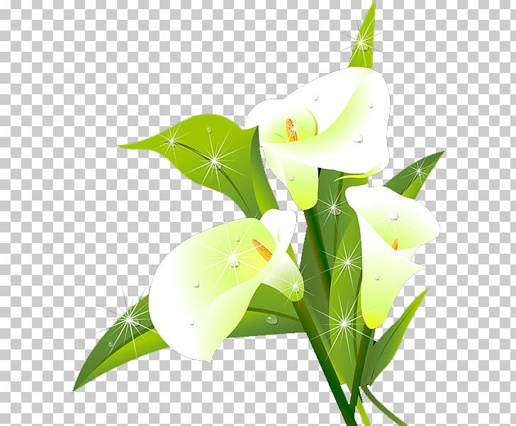 Lilium Flower PNG, Clipart, Alismatales, Arum, Arum Family, Branch, Calla Lily Free PNG Download