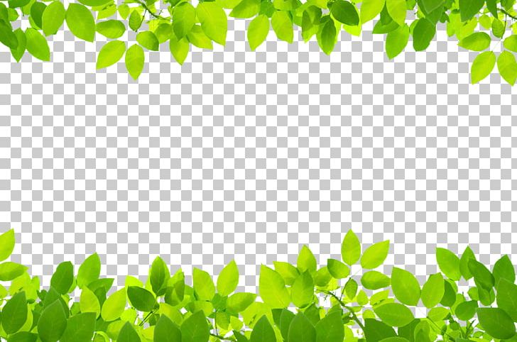 Stock Photography Leaf Green PNG, Clipart, Autumn Leaves, Branch, Computer Wallpaper, Depositphotos, Fall Leaves Free PNG Download