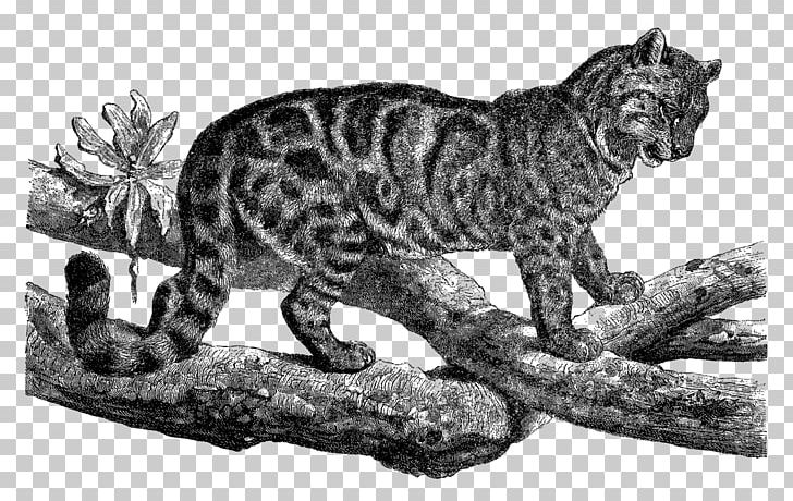 Tiger Wildcat Leopard Whiskers PNG, Clipart, Animal, Animal Figure, Animal Illustration, Animals, Big Cat Free PNG Download