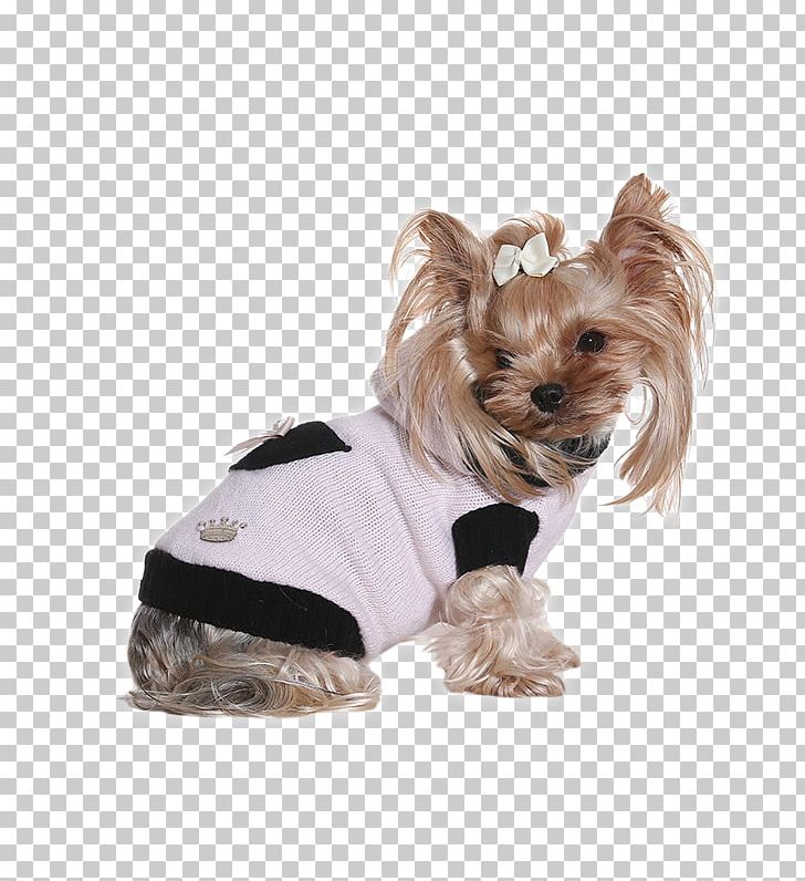 Yorkshire Terrier Dating Agency Puppy Online Dating Service Dog Breed PNG, Clipart, Bunny Princess, Carnivoran, Companion Dog, Dating, Dating Agency Free PNG Download