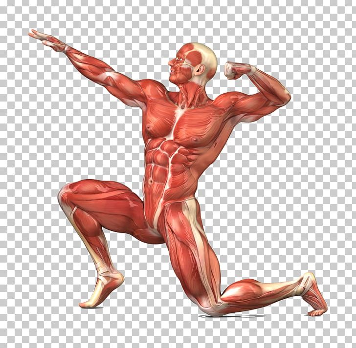 Muscular System Skeletal Muscle Human Body Human Skeleton PNG, Clipart, Abdomen, Anatomy, Arm, Back, Biology Free PNG Download
