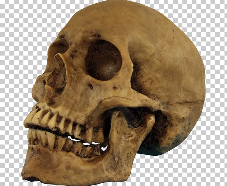 Skull Halloween Human Skeleton Party PNG, Clipart, Bone, Costume, Fantasy, Foot, Halloween Free PNG Download