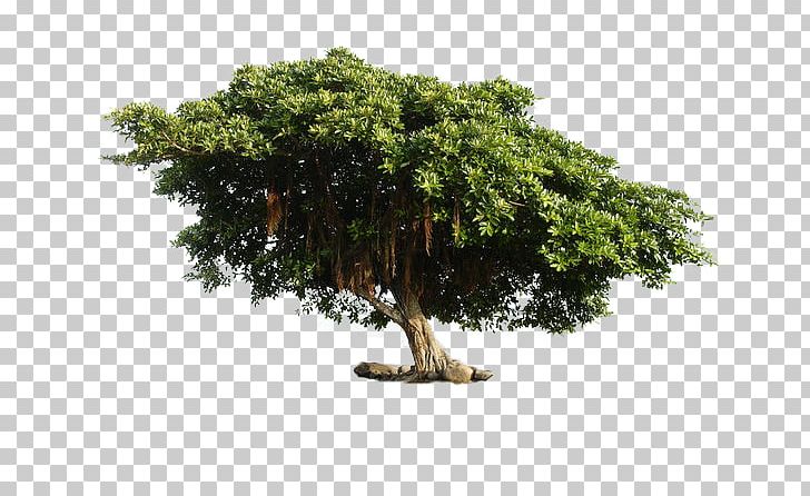 Tree Planting Desktop PNG, Clipart, Arbor Day, Art, Background, Background Tree, Bonsai Free PNG Download