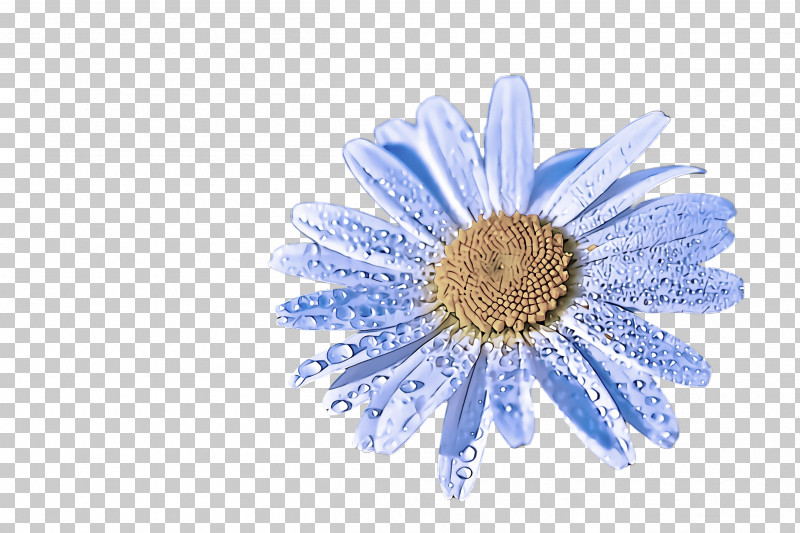 Daisy PNG, Clipart, Barberton Daisy, Blue, Camomile, Chamomile, Daisy Free PNG Download