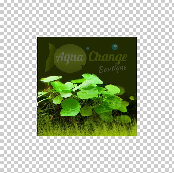 Herb Leaf Annual Plant Text Messaging PNG, Clipart, Annual Plant, Grass, Green, Herb, Herbal Free PNG Download