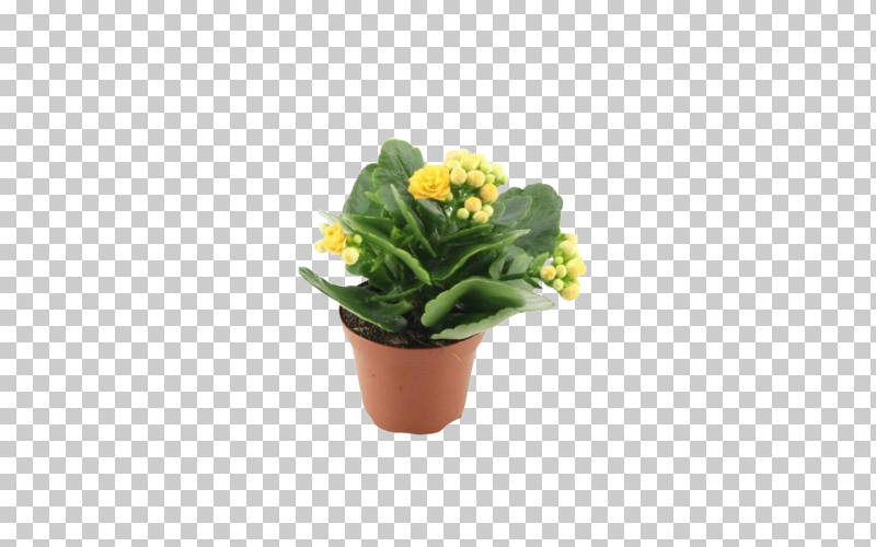 Flower Flowerpot Plant Yellow Houseplant PNG, Clipart, Echeveria, Flower, Flowerpot, Grass, Houseplant Free PNG Download