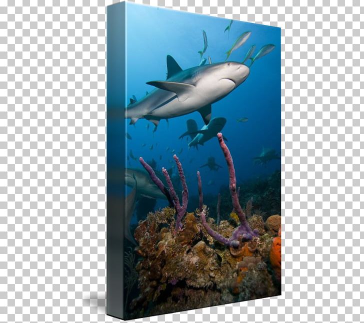 Coral Reef Fish Ecosystem Marine Biology PNG, Clipart, Aquarium, Biology, Coral, Coral Reef, Coral Reef Fish Free PNG Download