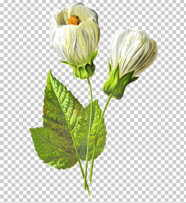 Cut Flowers Flower Garden PNG, Clipart,  Free PNG Download