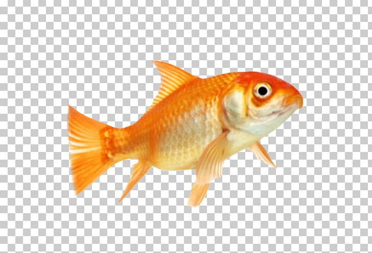 Goldfish Animal PNG, Clipart, Animal, Animals, Aquatic Animal, Bony Fish, Bulldog Free PNG Download