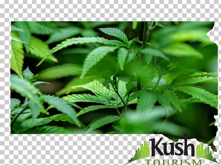 Hemp Leaf Cannabis Herb PNG, Clipart, Cannabis, Grass, Hemp, Hemp Family, Herb Free PNG Download