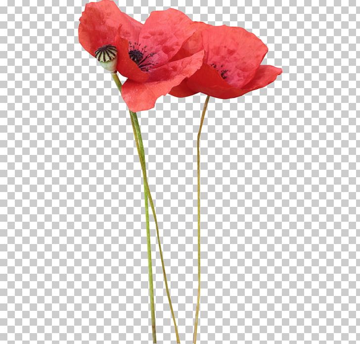 Poppy Flower PNG, Clipart, Artificial Flower, Common Poppy, Coquelicot, Cut Flowers, Flower Free PNG Download