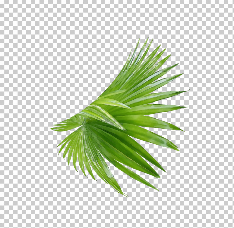 Palm Trees PNG, Clipart, Biology, Grasses, Leaf, Paint, Palm Trees Free PNG Download