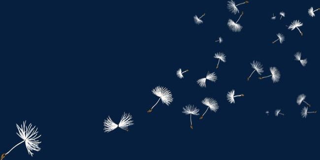 Dandelion PNG, Clipart, Dandelion, Dandelion Clipart, Float, Flowers, Wildflowers Free PNG Download