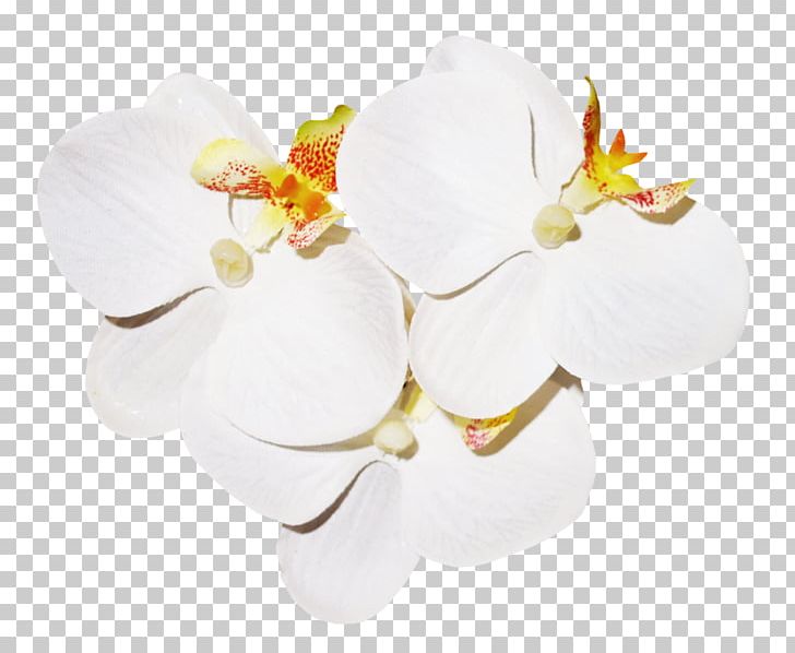 Petal PNG, Clipart, Blossom, Computer Software, Cut Flowers, Data, Data Compression Free PNG Download