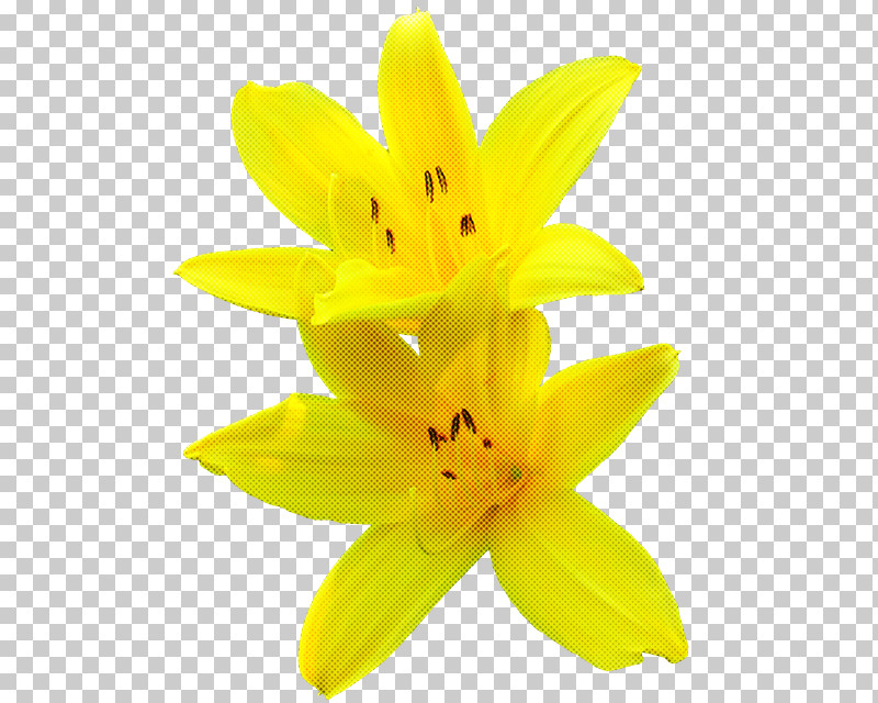 Yellow Petal Flower Plant Lily PNG, Clipart, Daylily, Flower, Lily, Lily Family, Petal Free PNG Download
