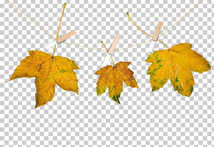 Autumn Leaf Nature Photograph PNG, Clipart, Autumn, Autumn Leaf Color, Download, Grape Leaves, Gratis Free PNG Download